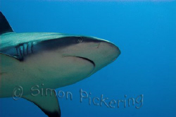 Close encounters of the Grey Reef kind - Sudan. by Simon Pickering 